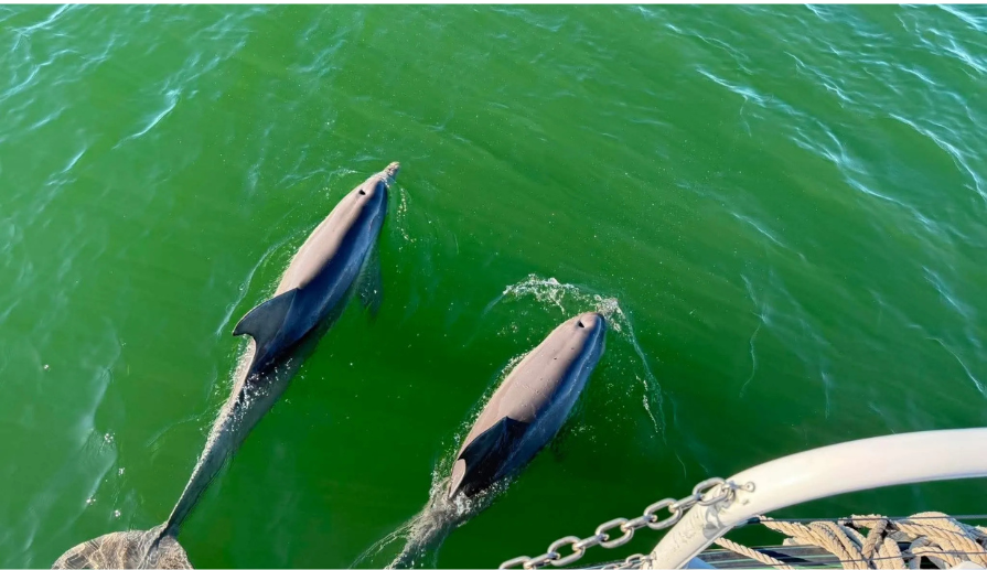 Senior Dolphin and Maritime Cruise