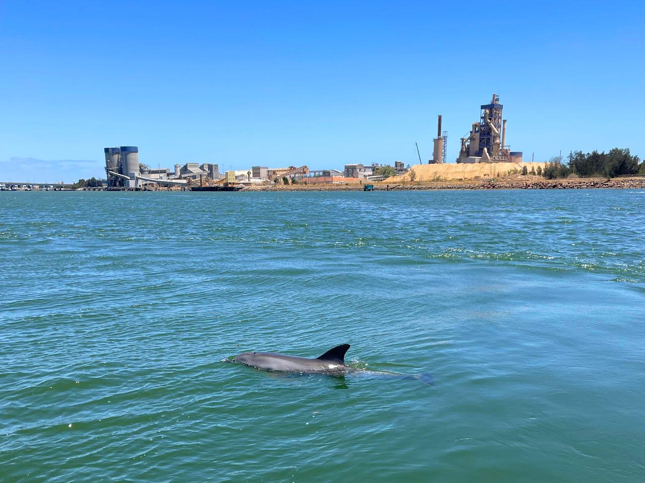 OSHC Dolphin and Maritime Education Cruise