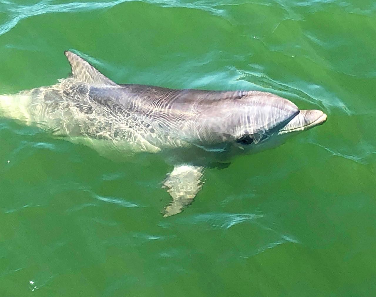 Wild dolphin swimming in the Adelaide Dolphin Sanctuary