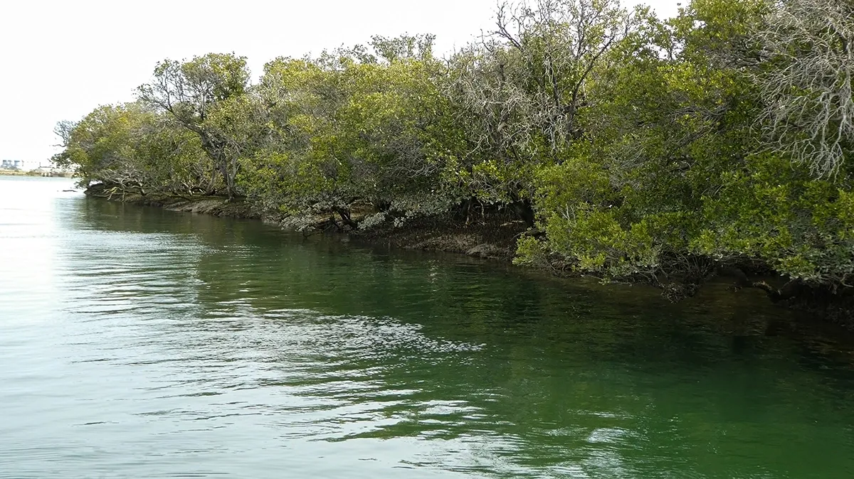 Ancient mangrove forest along the Port River
