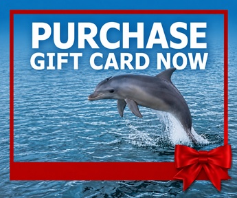 90-minute Port River Dolphin and Ships Graveyard Cruise gift card