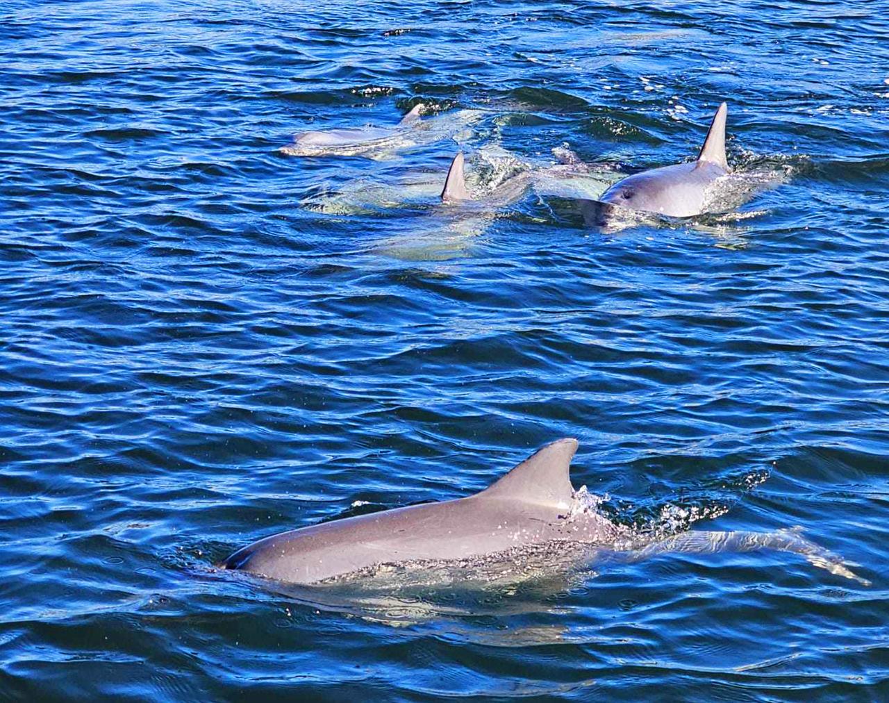 Wild dolphins seen during a Port River cruise in Adelaide
