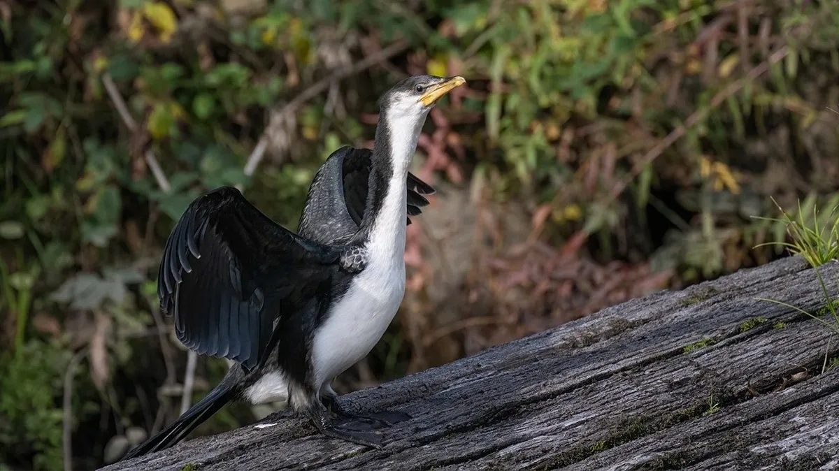 Little pied cormorant in the International Bird Sanctuary