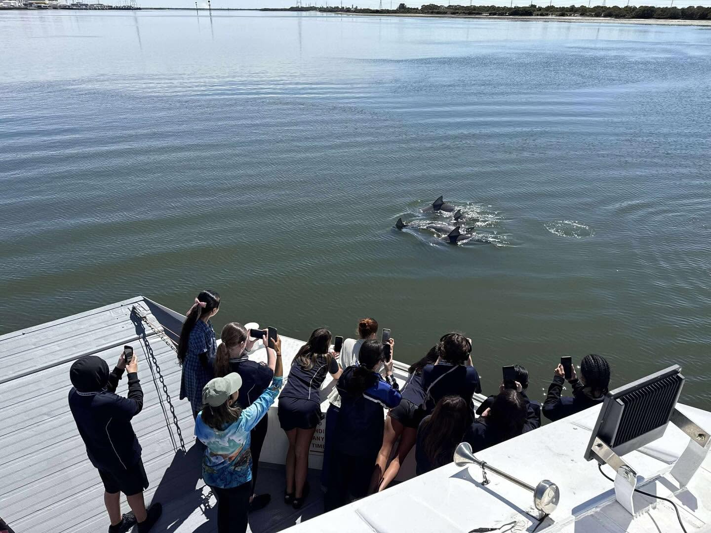 Corporate group watching dolphins during a Port River cruise
