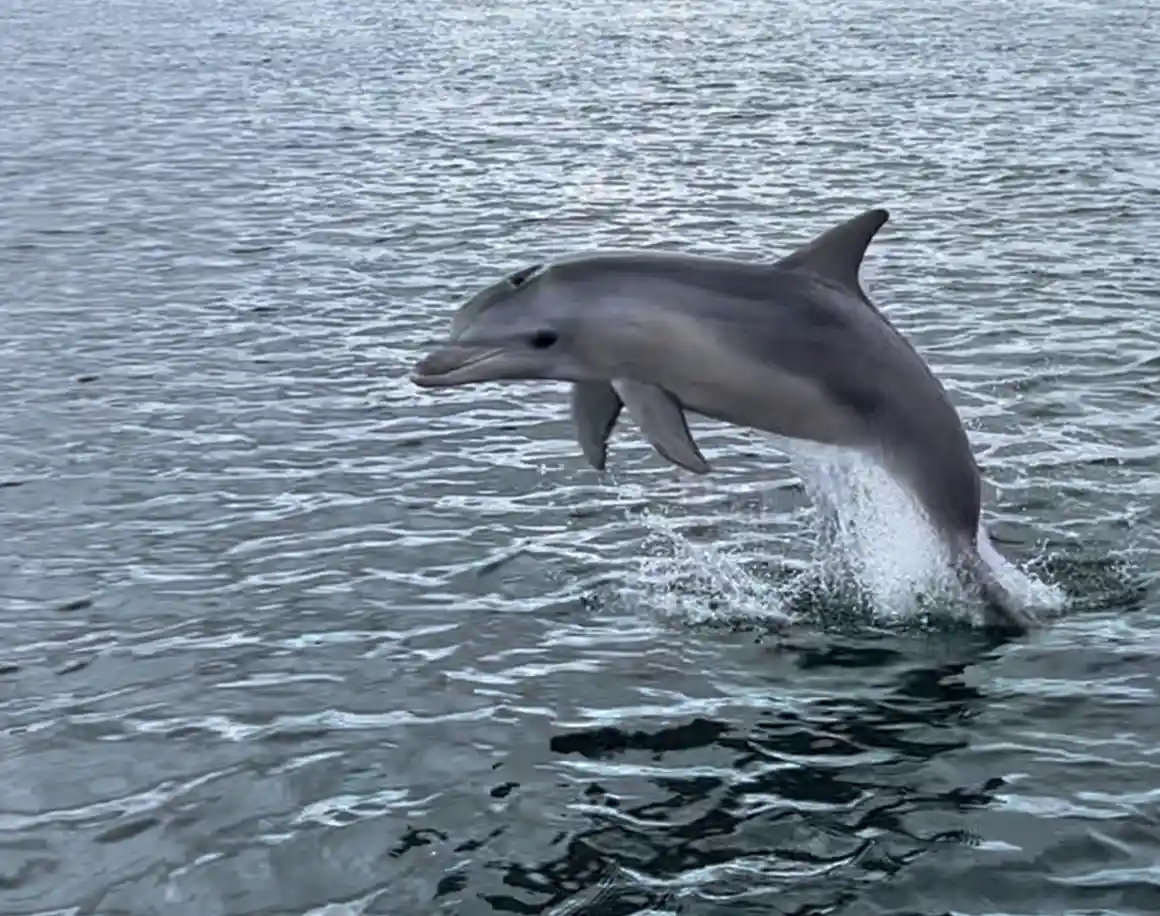 Dolphin swimming in the Port River during a maritime education cruise